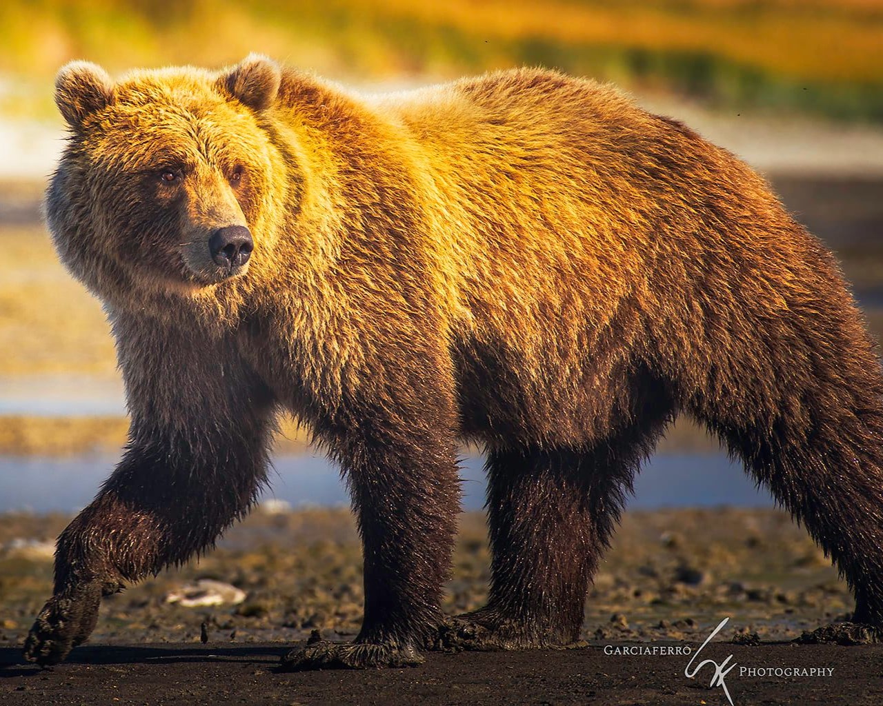 Alaska Osos