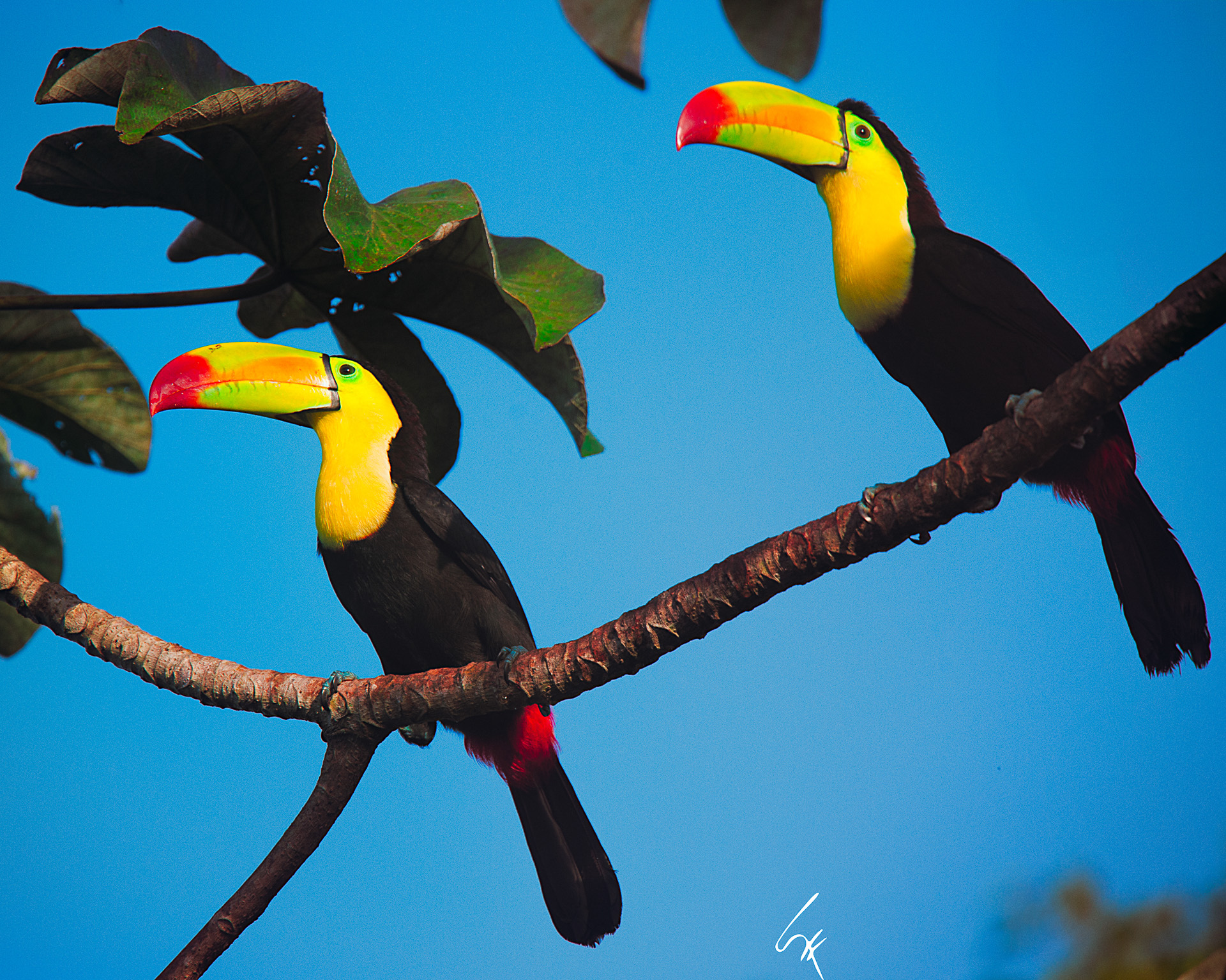 Tulúm y Aves