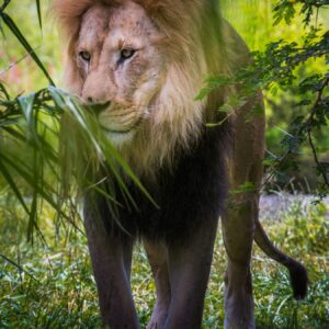 Luciérnagas y Africam Safari