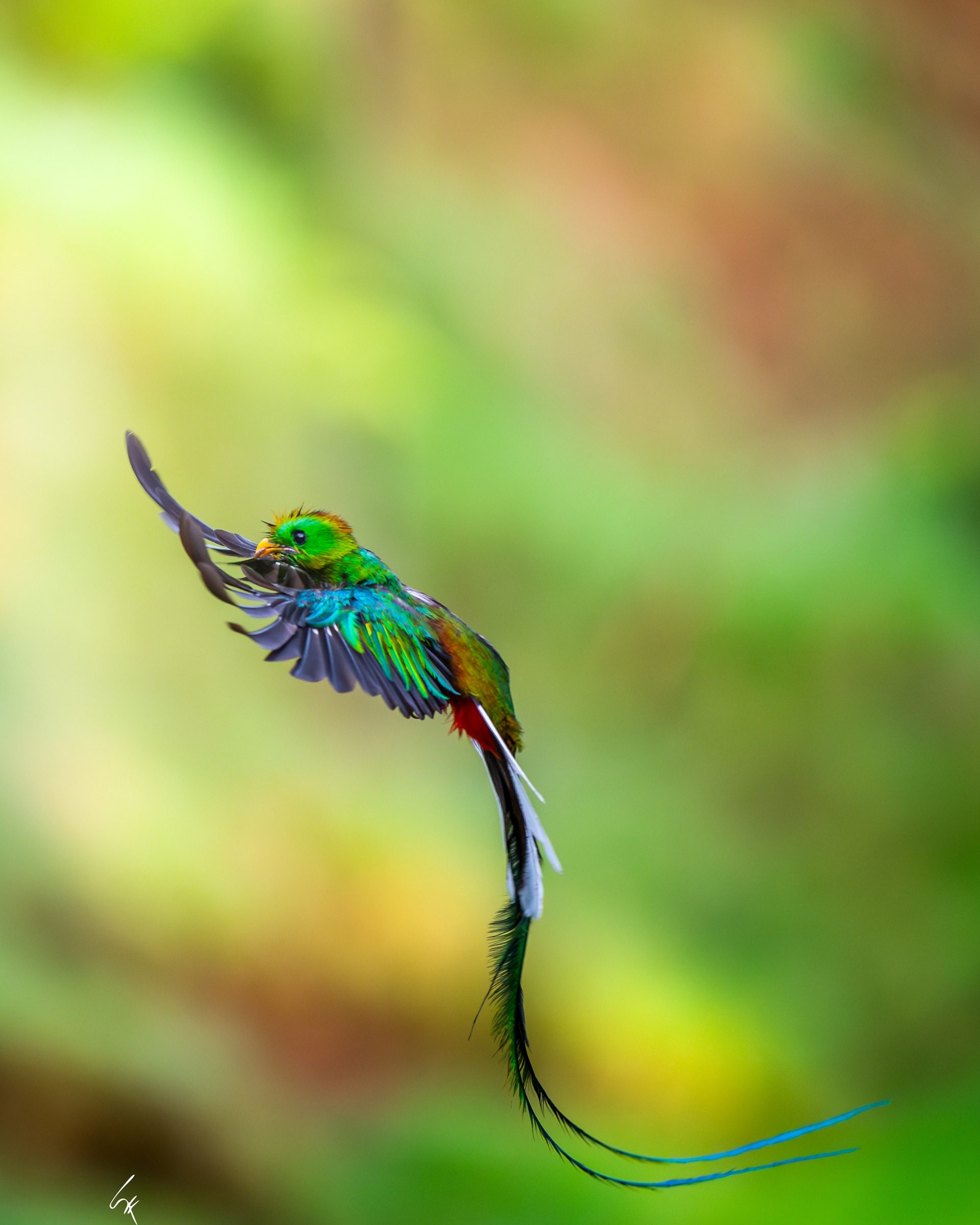 Quetzal Resplandeciente en vuelo en el bosque nuboso de Costa Rica