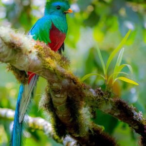Inscripción y primer pago — Taller de Costa Rica 2026