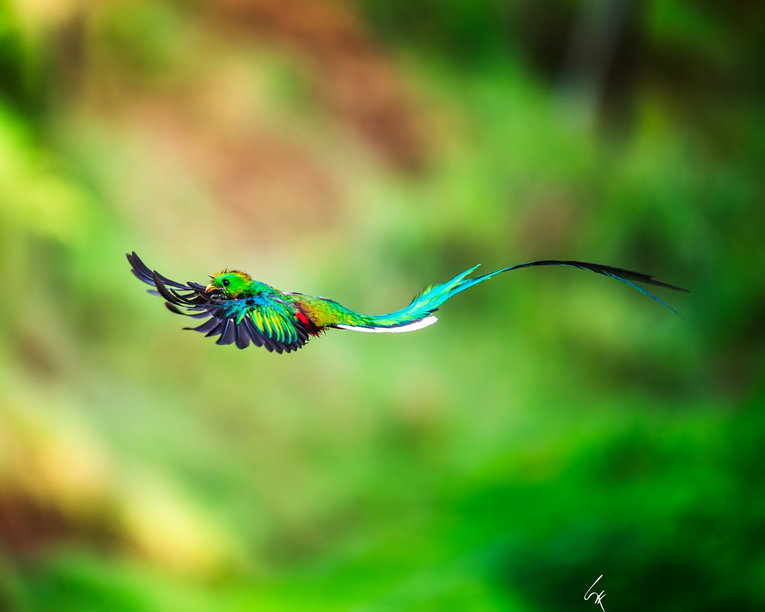 Quetzal Resplandeciente en vuelo sobre el verde del bosque nuboso