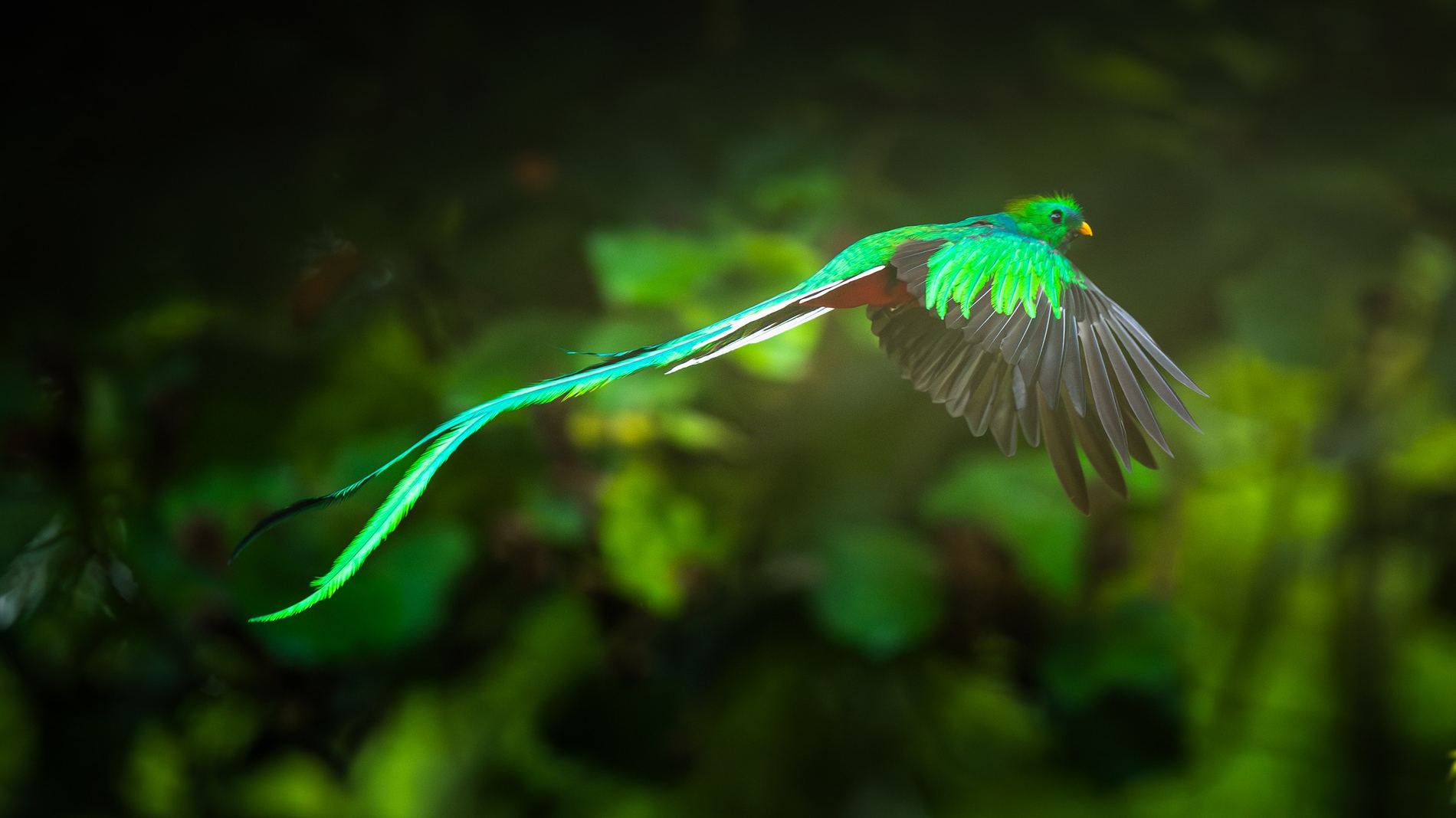 Quetzal Resplandeciente en vuelo con la cola desplegada, bosque nuboso de San Gerardo de Dota