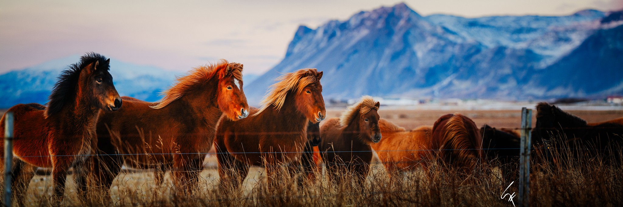 Manada de caballos islandeses de crines al viento frente a una montaña nevada al atardecer