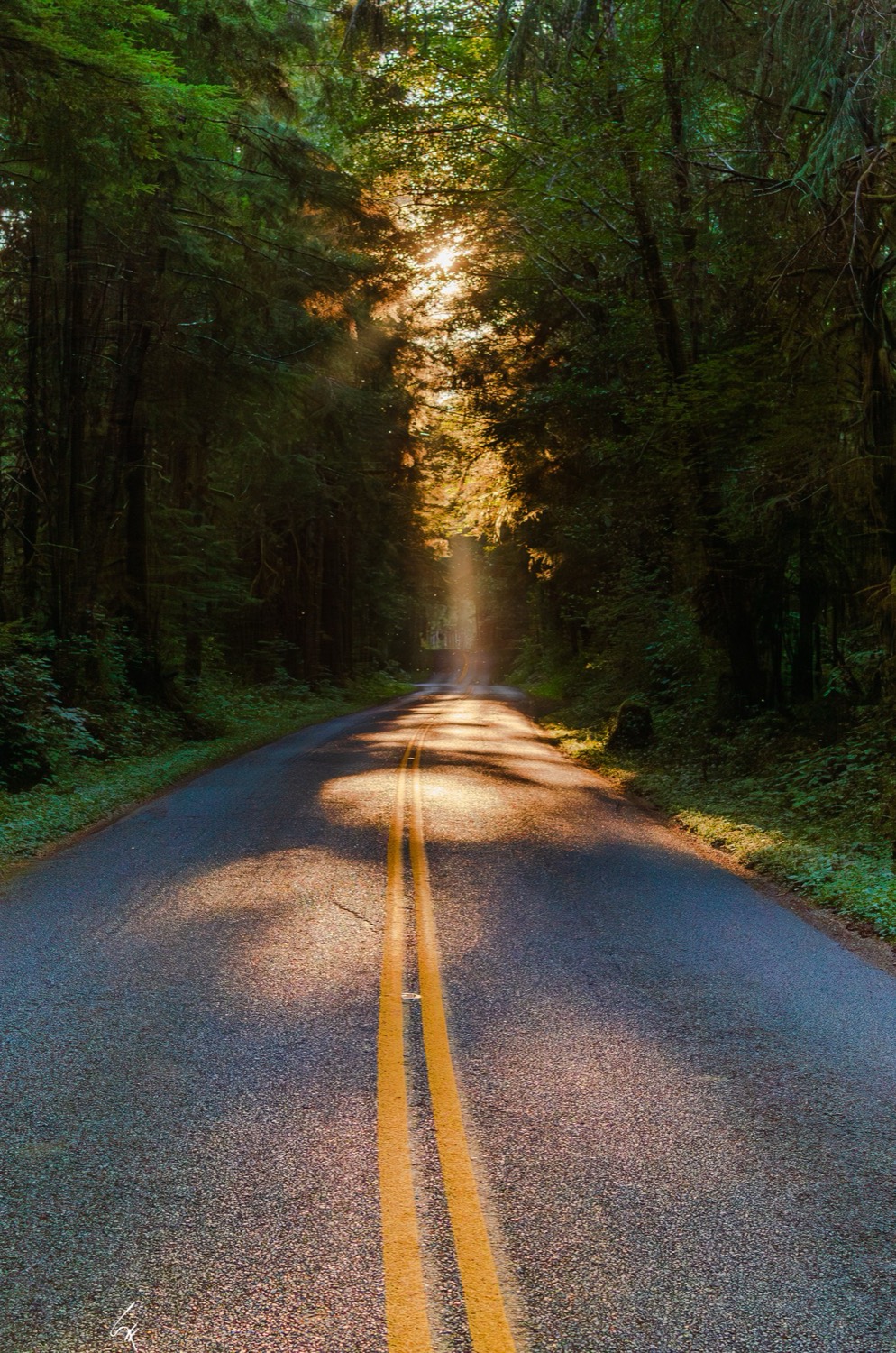 Carretera entre el bosque, camino a un taller