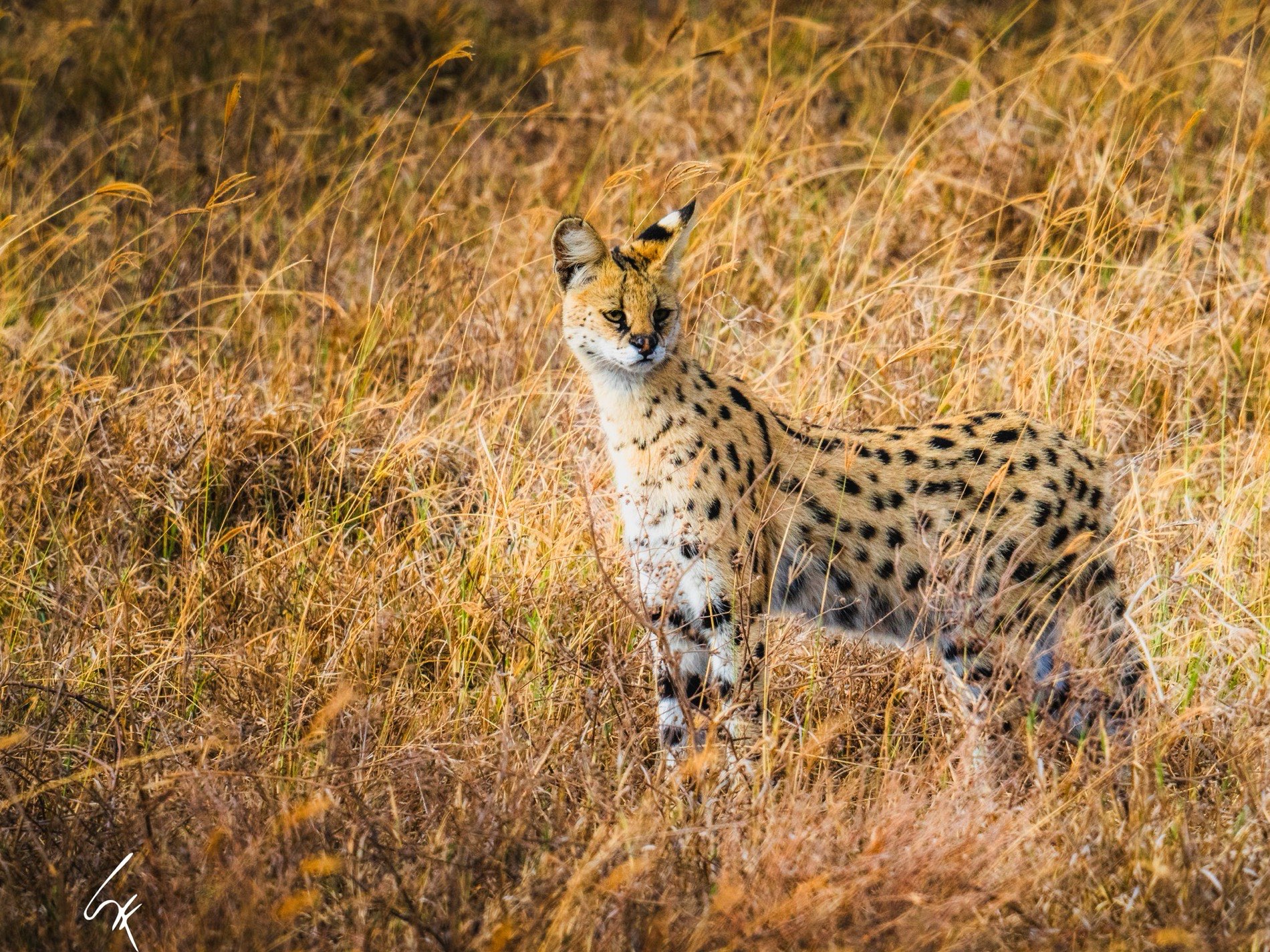 Serval en la hierba dorada del Serengeti, mirando a cámara