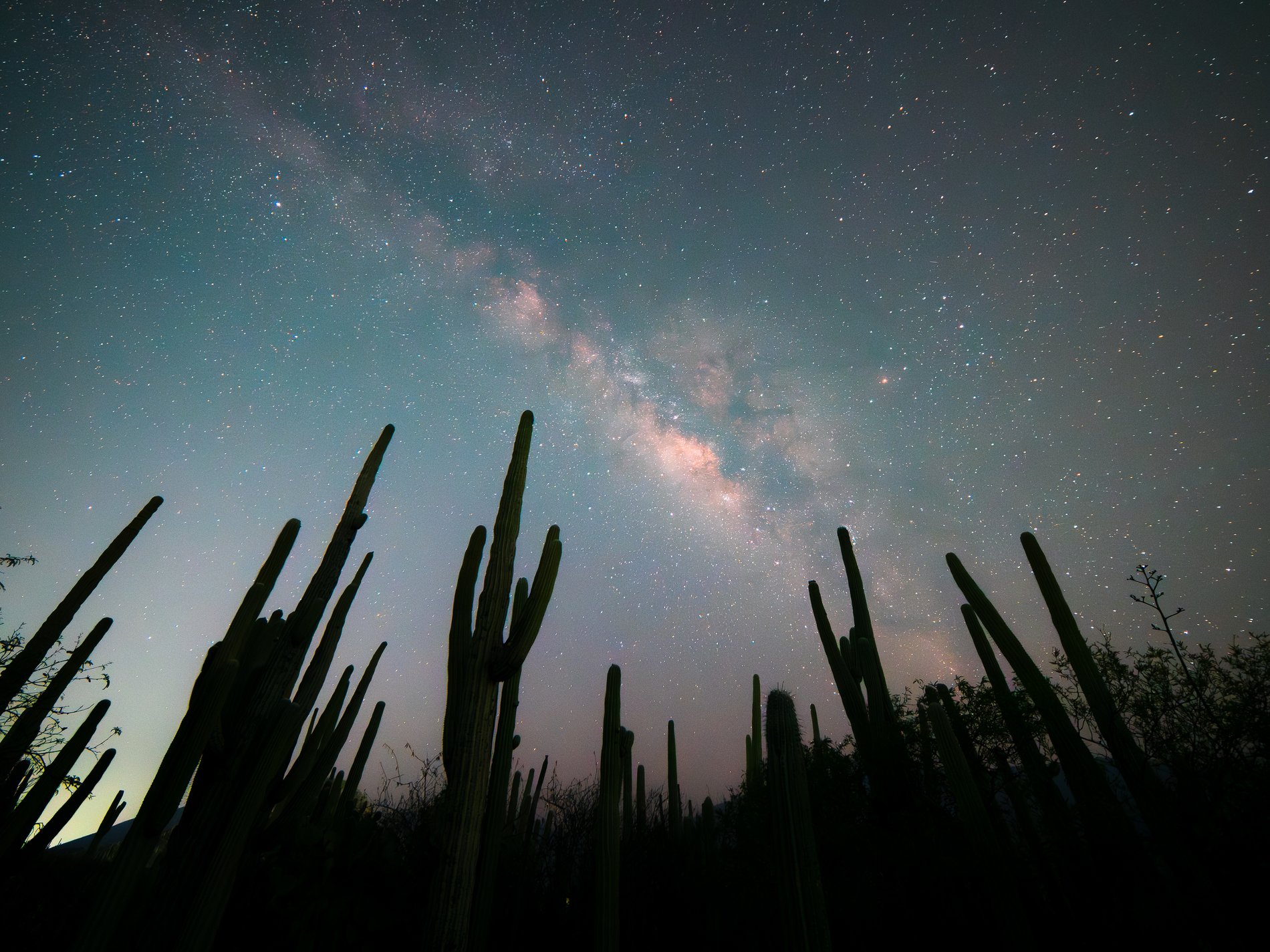 La Vía Láctea sobre el bosque de cactus columnares de la reserva de Tehuacán-Cuicatlán