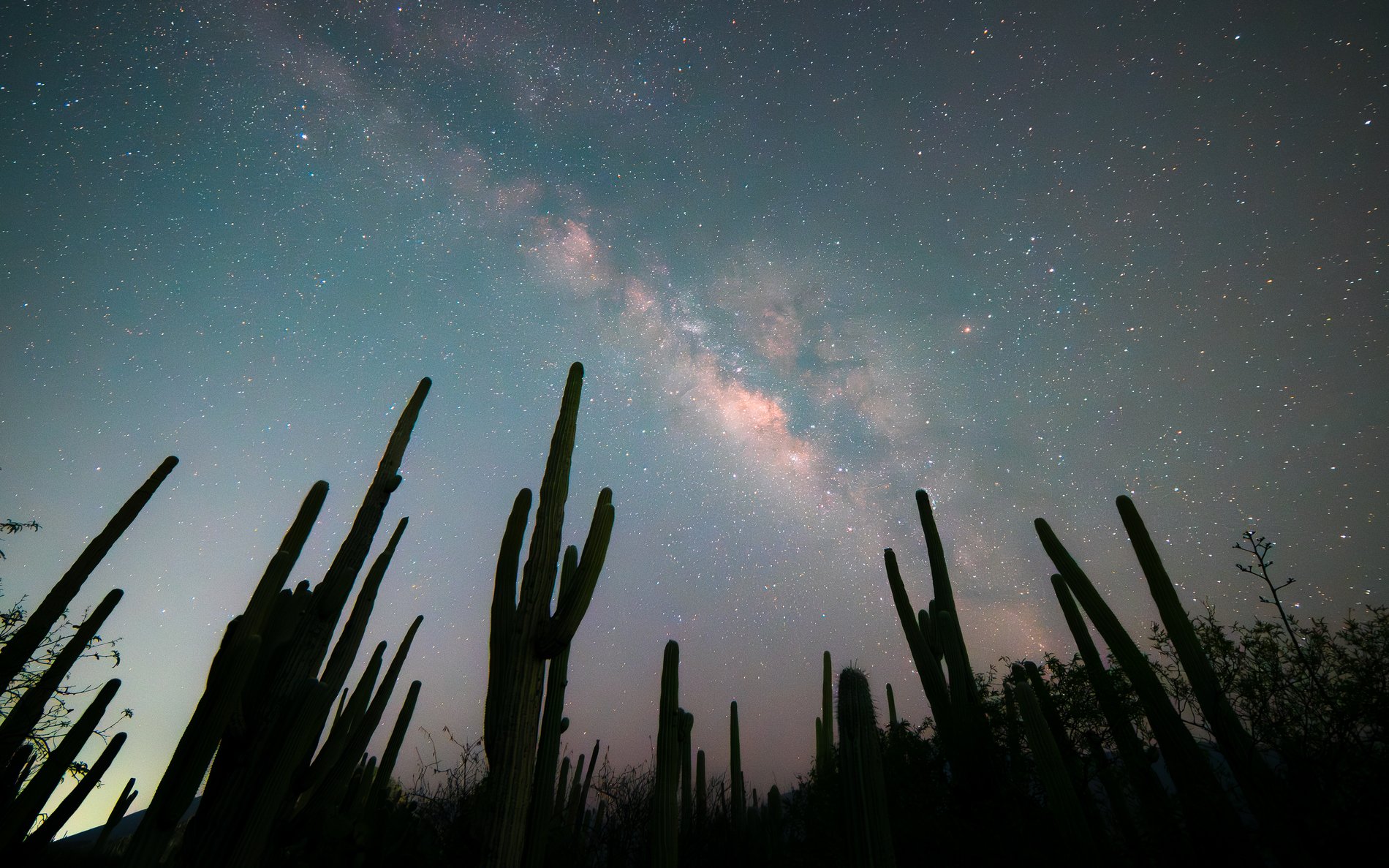 La Vía Láctea sobre el bosque de cactus de Tehuacán-Cuicatlán