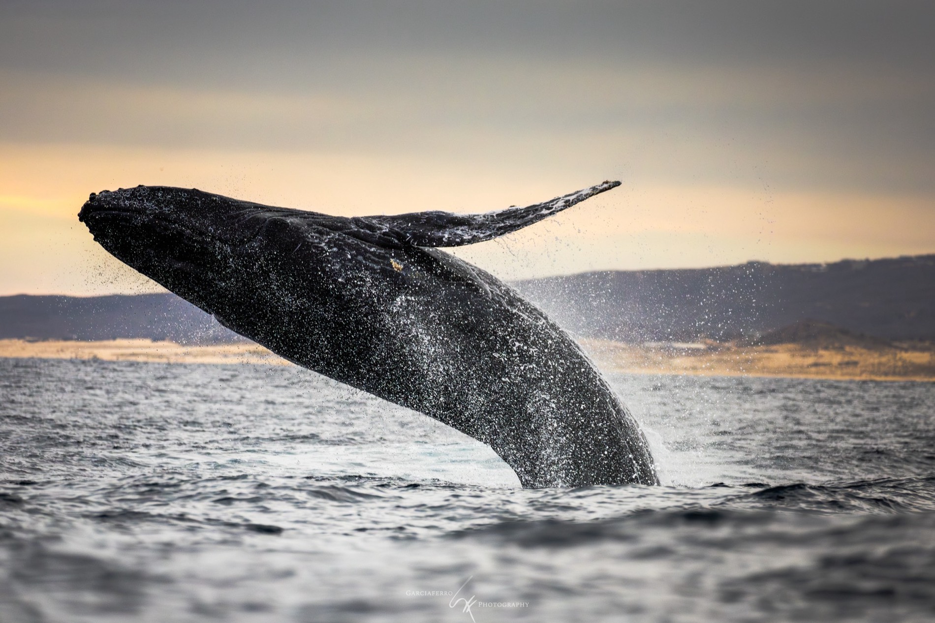 Ballena jorobada saltando fuera del agua en Los Cabos