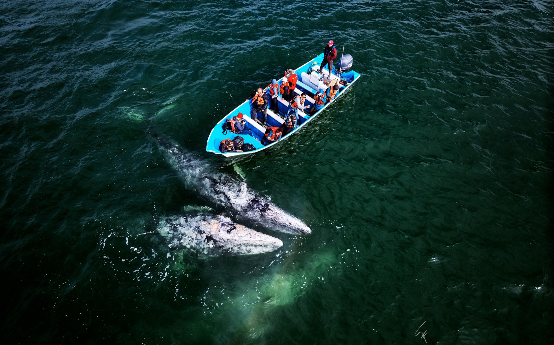 Ballena gris acercándose a la lancha en Guerrero Negro