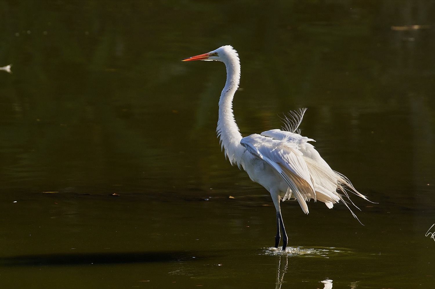 Garza blanca en el agua de la laguna de San Baltazar